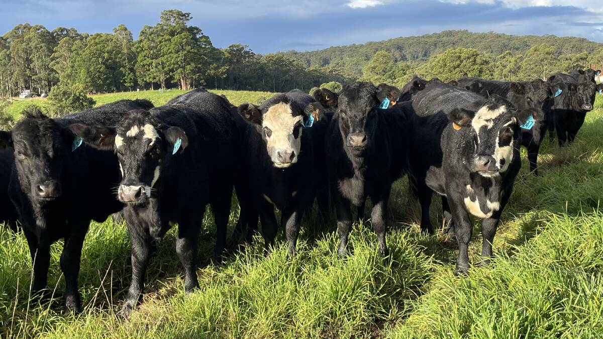 Angus and black-baldy heifers on kikuyu at Lowanna. Despite the wet season, the slopes of this eastern fall country wick away excess moisture and there is no bogging. Mr Moran uses Franklin and Tyler Angus bulls.