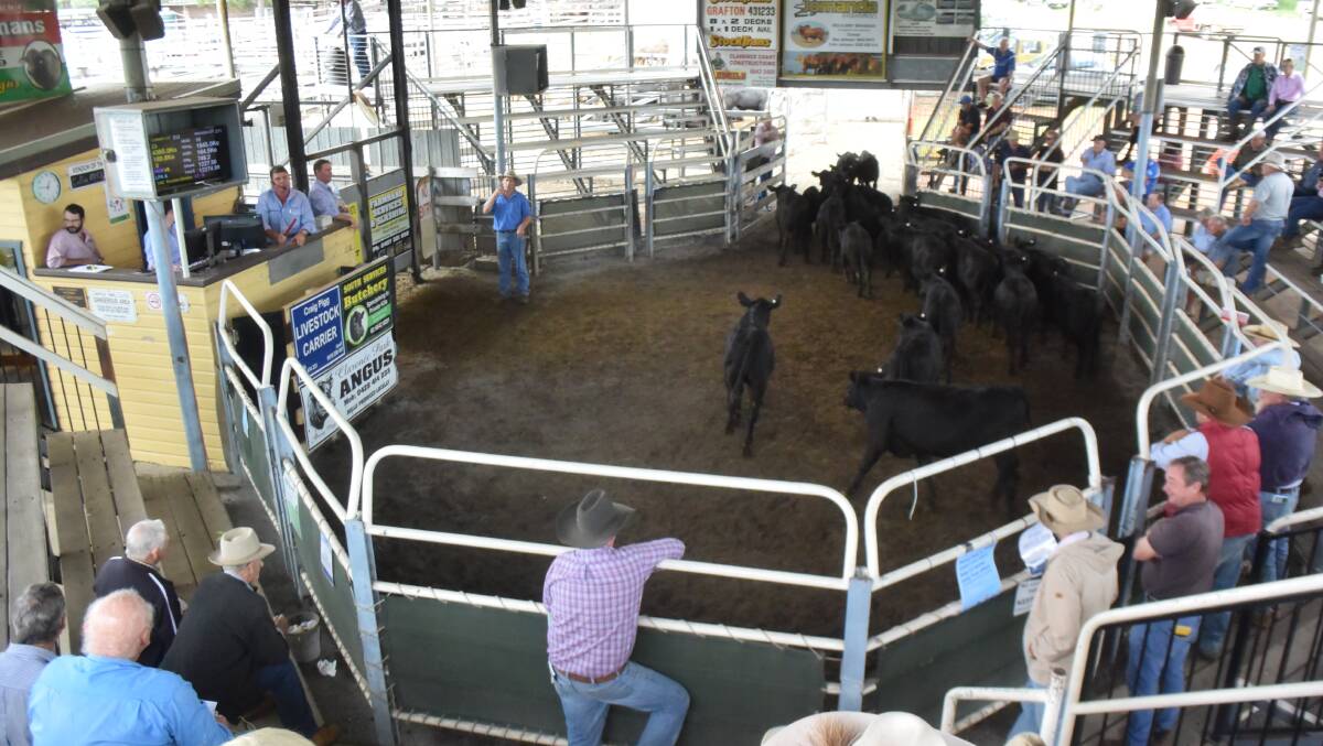 Buyers found value in heifers at Grafton store sale last Thursday. File picture.
