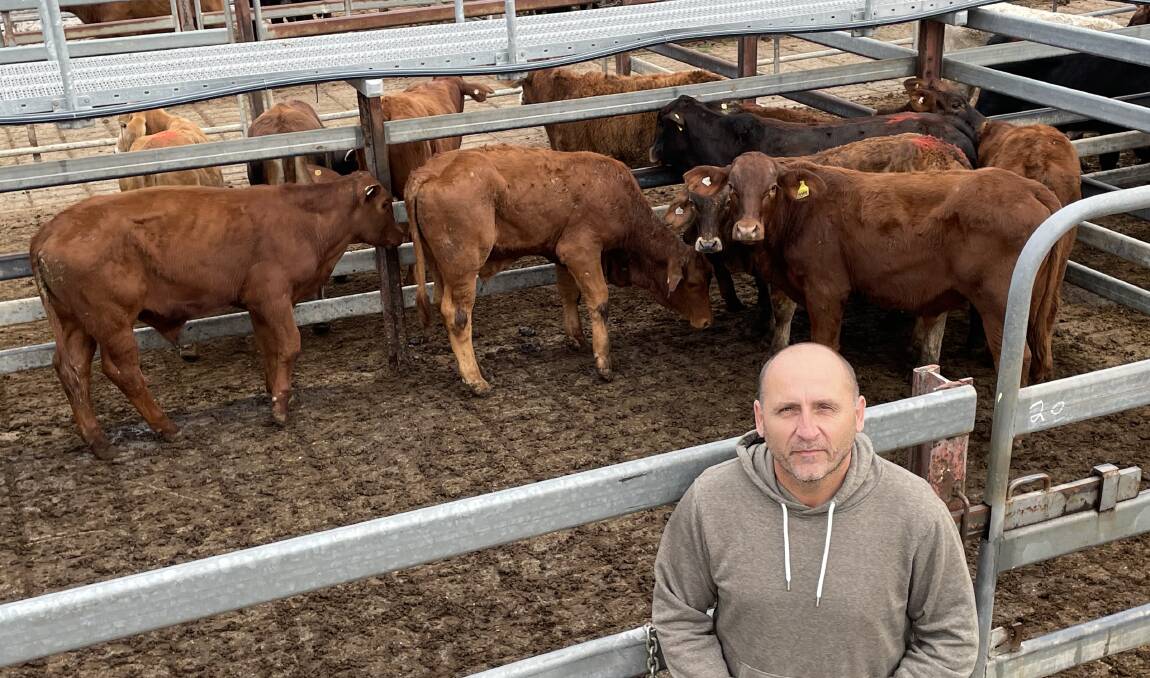 Milan Glisovic, Gilletts Ridge, destocked after last year's floods and now has feed to support affordable cattle, with this pen of Yulgilbar-sired Santa Gertrudis 210kg making 216.2c/kg or $454. Mr Glisovic purchased Brahman cross 240kg for 222.2c/kg or $533.