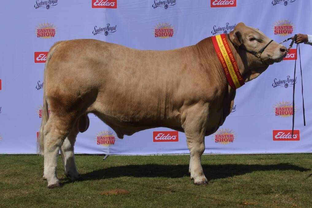 Sydney Royal Show reserve junior Charolais, Challambi Sargent by Palgrove Hannibal, sold for $12,000 to top the inaugural Challambi bulls sale online last week. Photo is supplied.