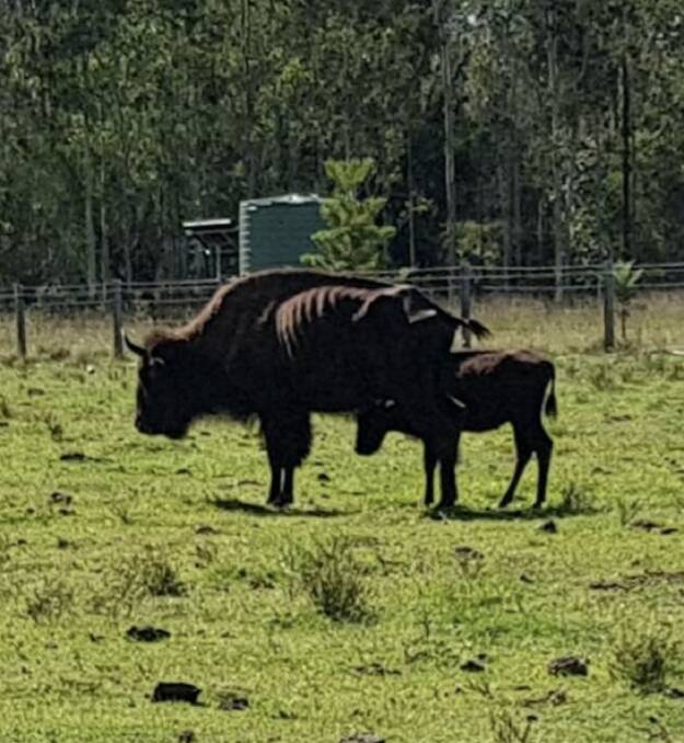 A bison cow and calf pictured prior to the receiver taking control of a former tourist park south of Casino. The herd has since been relocated by the RSPCA. Photo has been supplied.