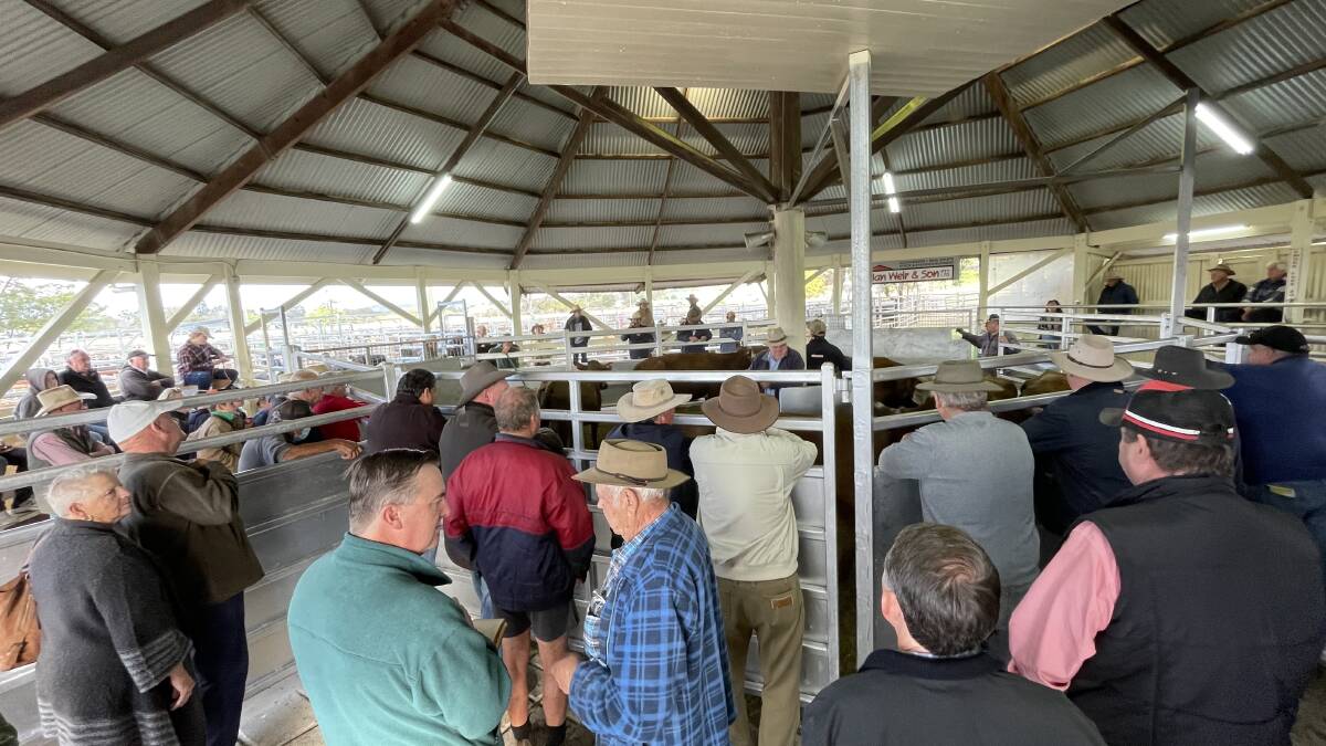 Prime and store cattle sold at Lismore under the historic rotunda roof on Wednesday with a large cohort in attendance.
