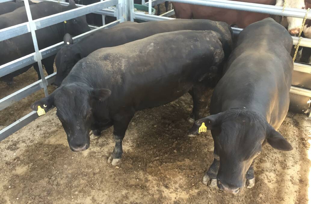 Demand for grinding beef continues to underpin prime cattle markets. Clarendon Pastoral sold Angus bulls, 830kg for 295c/kg at Inverell. Photo Steve O'Brien, IRLX.
