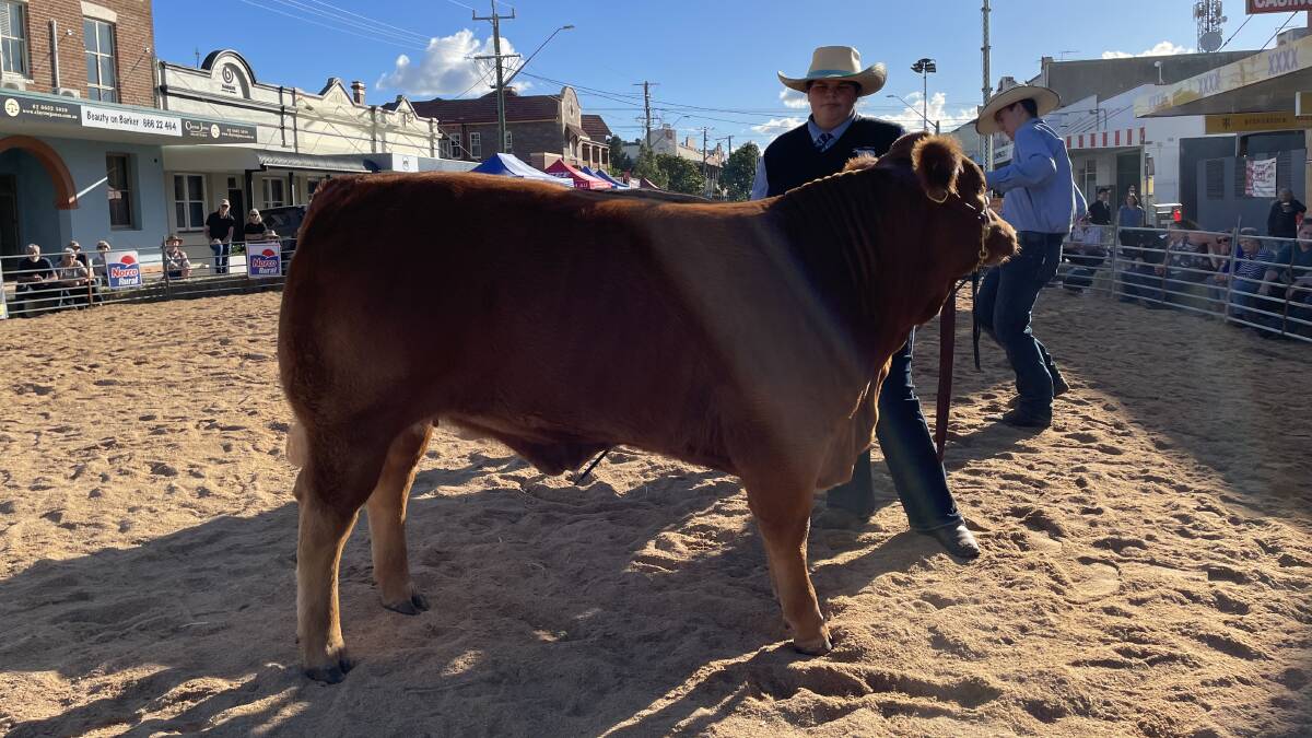 This Shakriba-bred Limousin finished champion open and junior heifer carcase and placed reserve champion on the hoof, with handler Sarah Page, Holy Trinity School, Inverell.