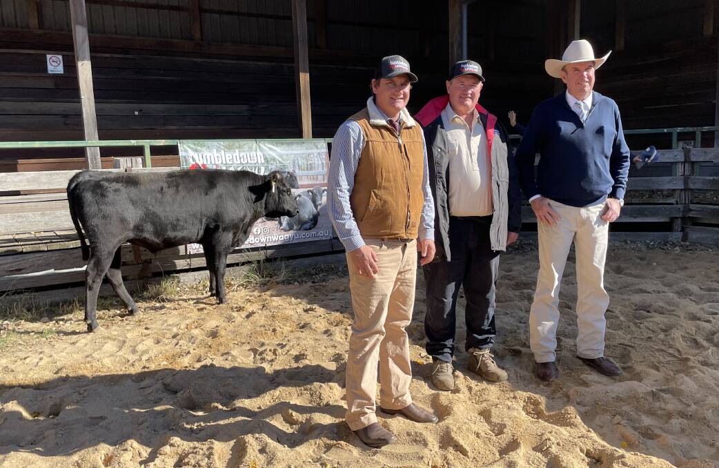 Tumbledown S7560 sold for $28,000 to Chinchilla, Qld, pure bred Wagyu graziers Peter and Shari Knudsen with Keiran te Velde, BJA director, stud principal Mick Lewis and auctioneer Paul Dooley at Glen Innes on Wednesday.