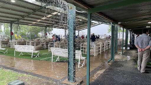 The rain came down with determination at Egelabra Merino ram sale at Warren on Wednesday. Photo by Elka Devney.