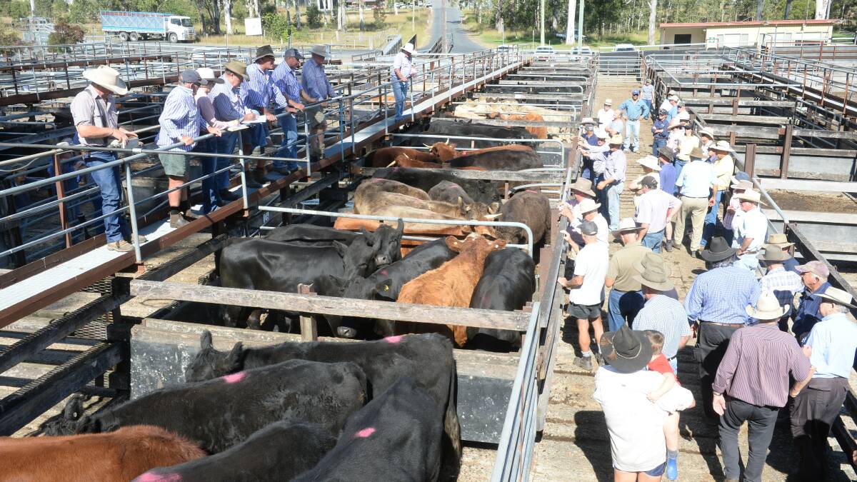 Better-bred cattle sold firm to slightly dearer at Gloucester's fortnightly store sale last Thursday. File photo.