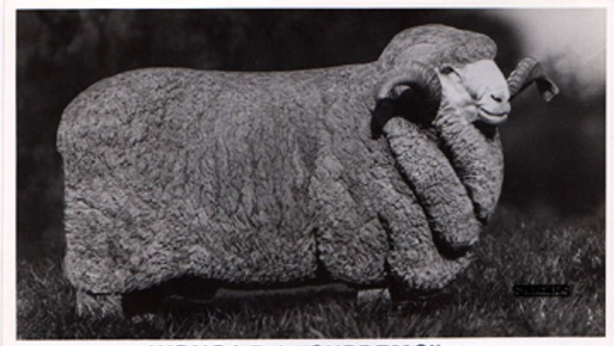 Wonga 7.1 "Supremo", bred by John A Culley and Company, Wonga, Jerilderie,  photographed as a five-year-old ram by Max Stephens in 1981.
