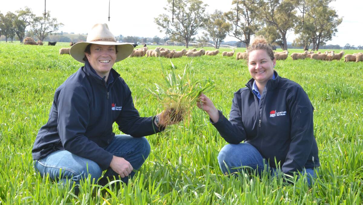 Rohan Leach and Sue Street of LLS in grazing wheat at Peter Schuster's property at Dubbo. Photo: Mark Griggs