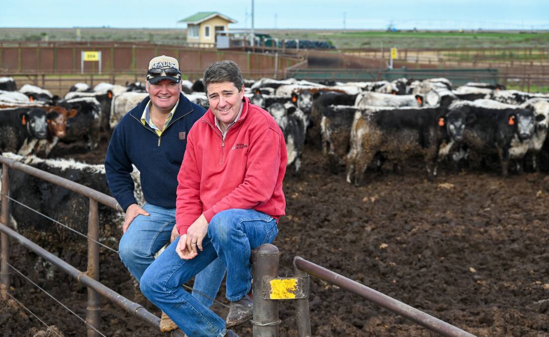 Justin Dickens with Bowyer & Livermore livestock agent, Nick Fogarty, inspecting JAD's 168 Speckle Park-cross steers being custom fed at Ravensworth Feedlot. Picture supplied 
