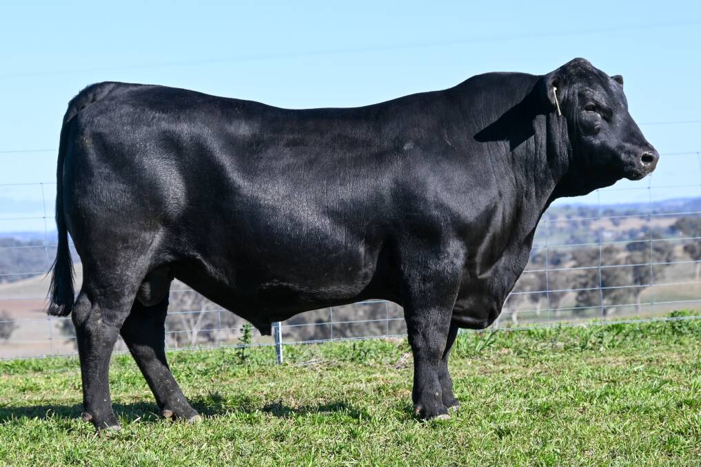 HBR-registered Angus bull, JADA Tomahawk T518 (DIC22T518), is one of the lots on offer at JAD's inaugural Speckle Park and Angus Queensland sale. Picture supplied
