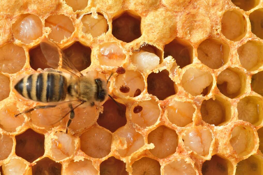 Beekeepers need to regularly monitor for Varroa and keep its levels under control in their hives to prevent hive death. Picture by Pixabay