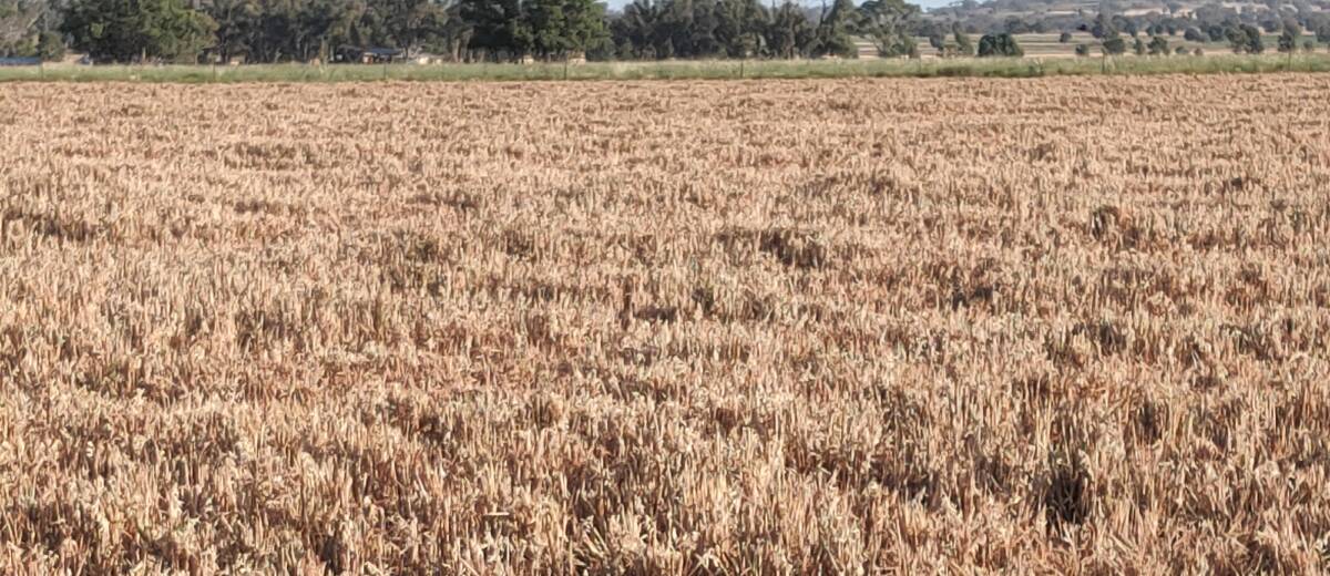 Crop stubble and pasture retention at reasonable levels is vital for water capture when rain falls, either during a drought or when it breaks. 