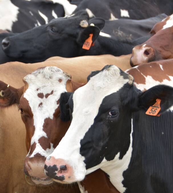 Advocacy groups are supporting a plan for a NSW Dairy Commissioner to help sort out the financial pressures farmers face from low milk prices.