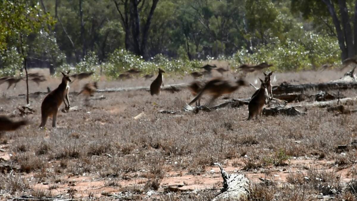 Jumping returns: roo meat price doubles for harvesters