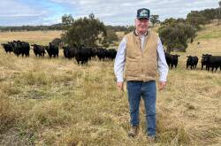 Steve Clarke, Deepdale Partnership, Tallarook, will sell 300 Angus mixed-sex cattle at Wangaratta's January weaner sale.