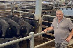SALE-O: Phil Callus, Calview Pastoral, Laceby, sold 26 Angus heifers, 10-11 months, Scott's and Ardrossan blood, 351kg, for $2370 or 675c/kg.