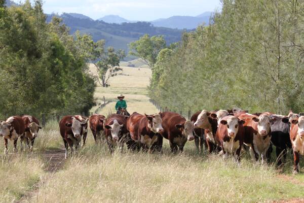 Kay Payne, Elite Poll Herefords, Gundy, NSW, has been performance recording her herd for more than 50 years, with selection emphasis on calving ease, fertility, growth and carcase traits. Picture supplied