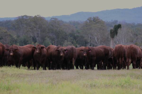 Established in 1954, the Yulgilbar Santa Gertrudis stud, Baryulgil, NSW, is preparing to celebrate 70 years of breeding at their upcoming spring bull sale on September 6. Picture supplied