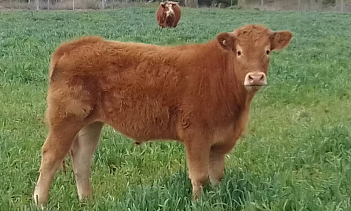QUALITY ON OFFER: All vendors at the Northern Limousin Breeders Sale are part of the Limousin Assurance Program. This assures buyers that all seedstock offered are registered, and have warranties for docility and fertility.