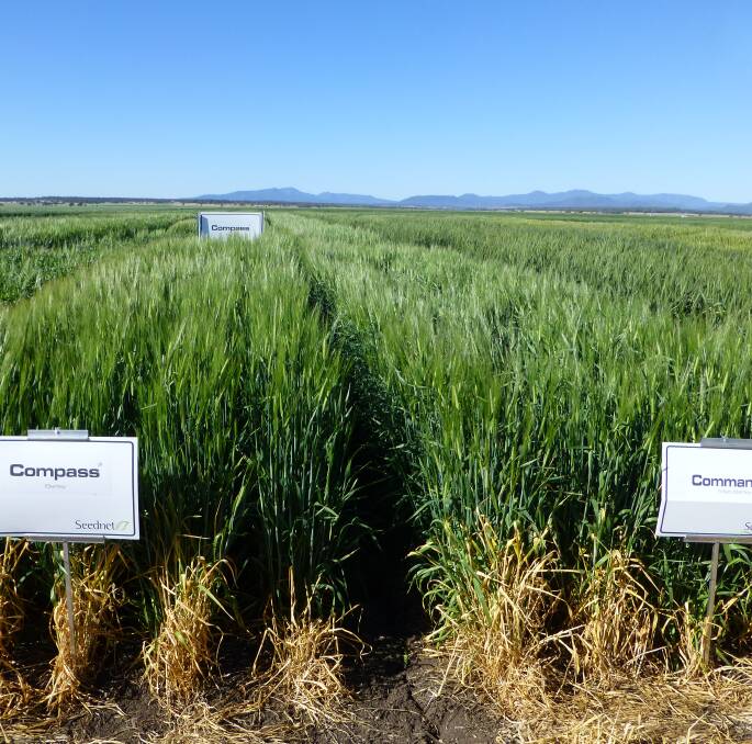 While barley varieties are less sensitive to sowing time requirements than wheat, on average sowing appropriate maturing varieties early generally yields best.