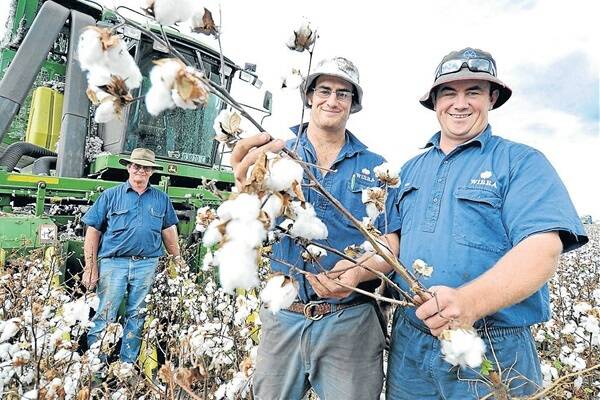 Warwick Wannan, Moree, is pictured during picking with his sons, Matthew and Tim,
