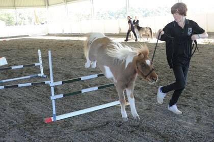 Dane Peet, Shikinah Miniature Performance horses, Medowie, Unique Inch Hi Peak-A-Boo demonstrating jumps.