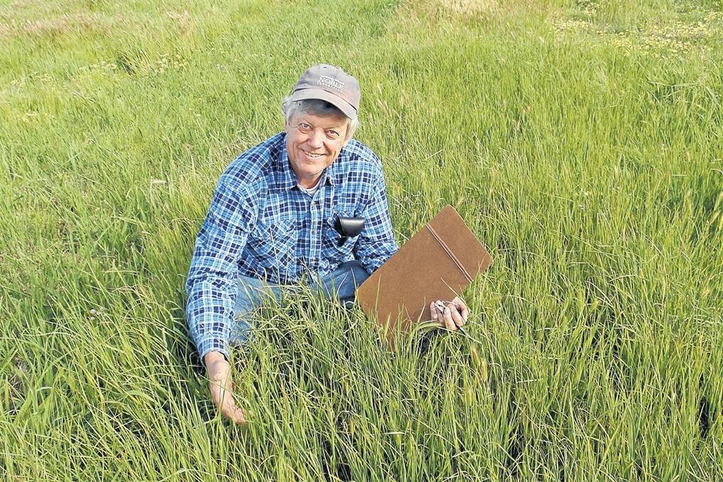 DPI scientist Mark Norton says graziers have been impressed with the drought tolerance of the hispanica cocksfoot variety, Kasbah.