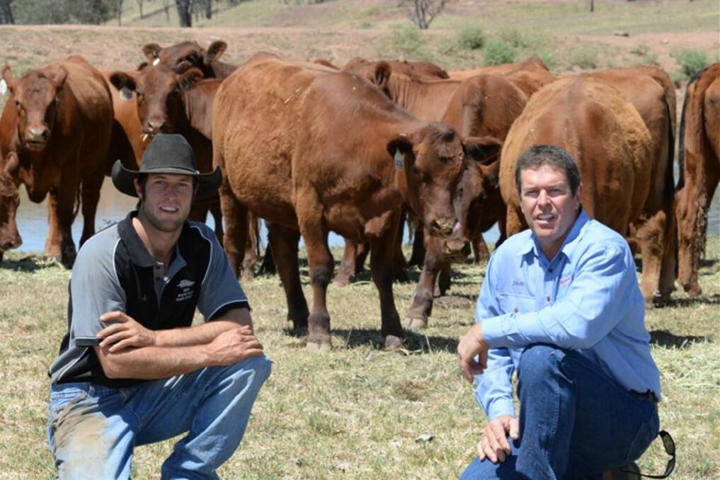 David Hobbs, Manager BST Tullatoola, Molong and his son Stuart with Red Angus heifers for cattle export.