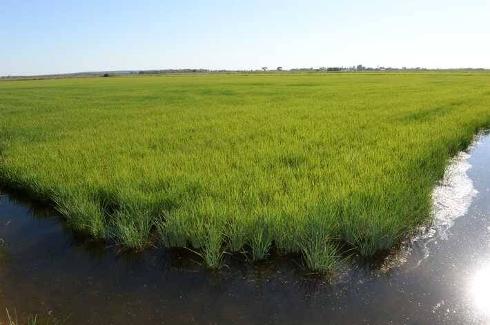 The rice industry is facing a fight against CSG