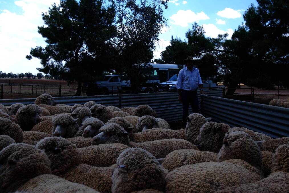 Dave “Spider” Patton, Merringreen Farming, West Wyalong, with his family’s mob of maiden Merino ewes. 