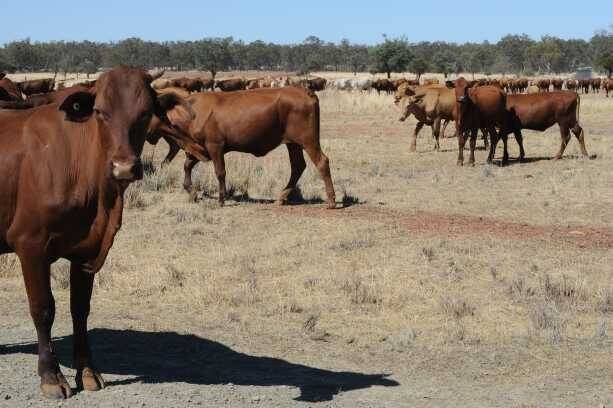 Anthrax poisoning for livestock is very rare, but more prevalent in hot and dry conditions.