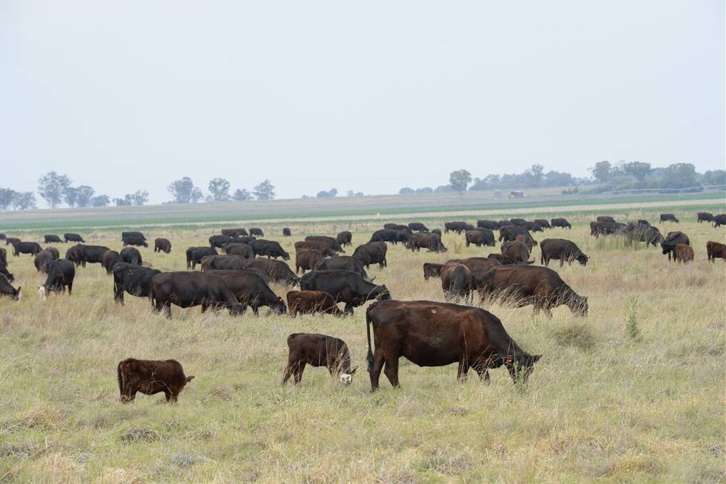 Cattle are dying of a mysterious disease in western NSW