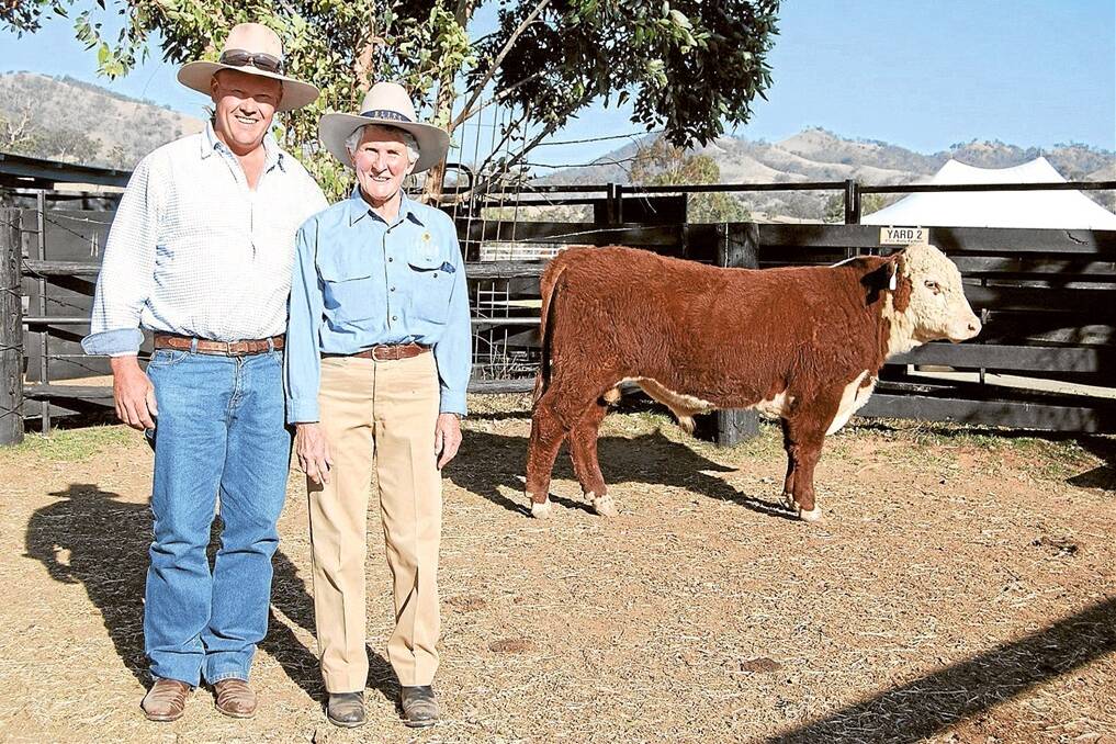 Ashley Currans, “Morella”, Hermidale with Kay Payne, Elite Poll Herefords, Gundy, at the Elite bull sale in 2012.