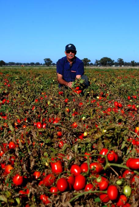 Bruce Weeks supplies expanding Victorian border processing company Kagome with tomatoes from up to 160 hectares of crop on his Rochester, Victoria, property.