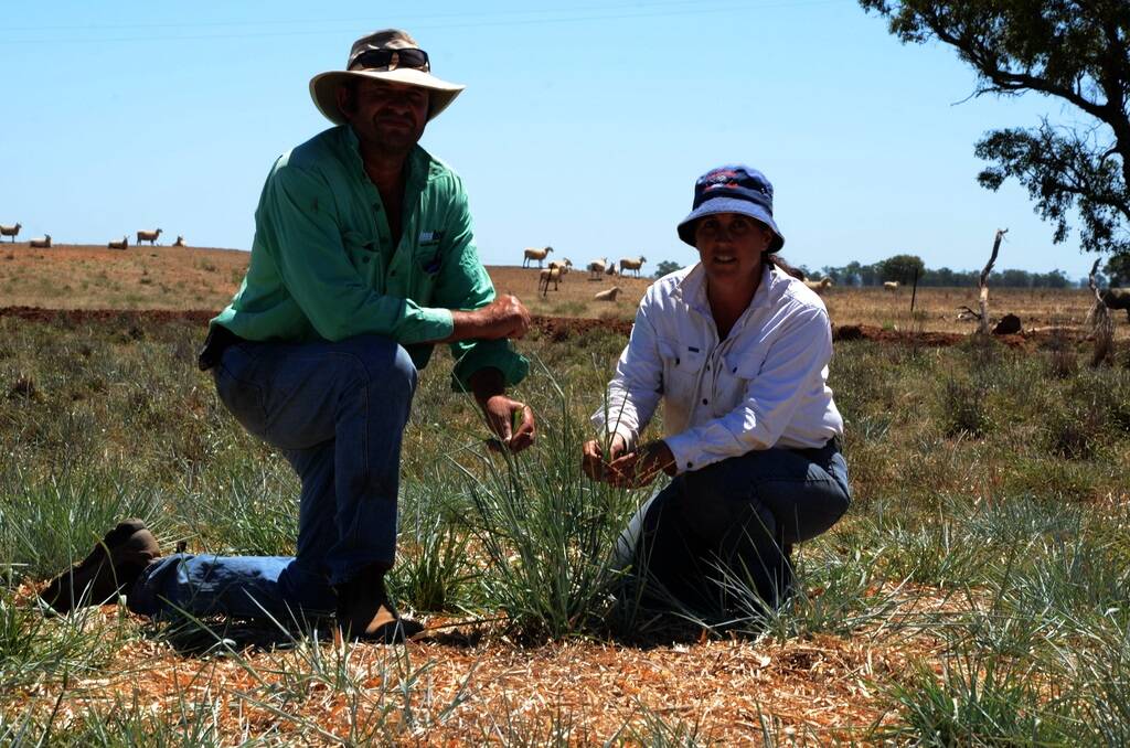 Peter and Fiona Howe inspect their tropical grasses now covering a third of their Trangie property, "Dunnield".