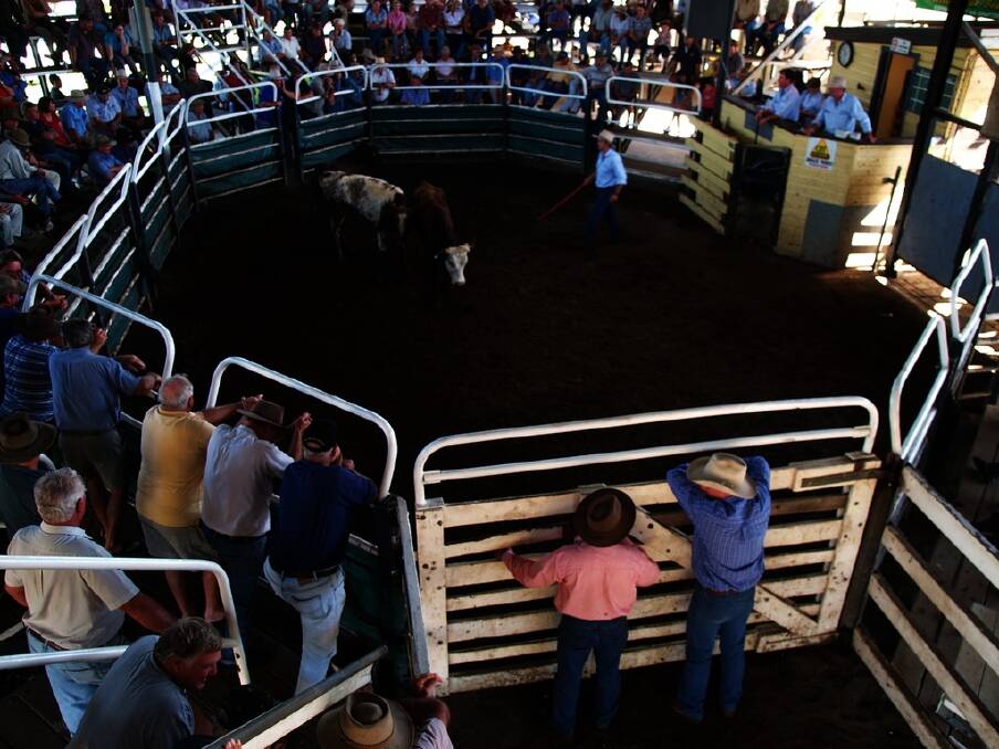 Action in the sale ring at the 2009 Grafton weaner sale.