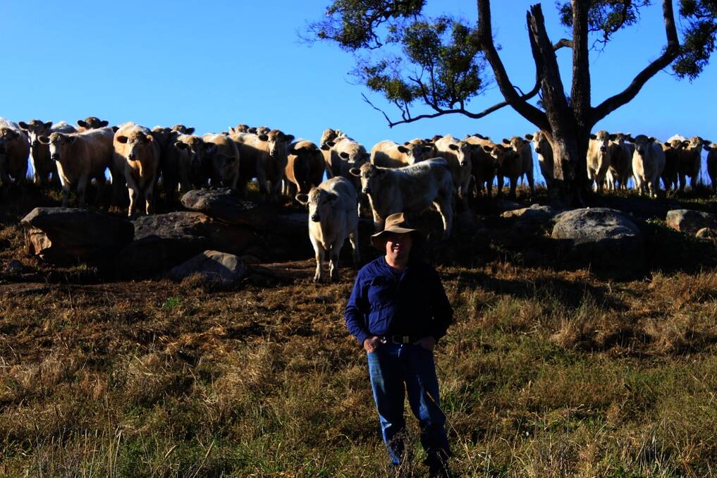 Andrew Wallings, Wallings Pastoral Company, Bylong Valley, with some of his Charolais-cross cattle.