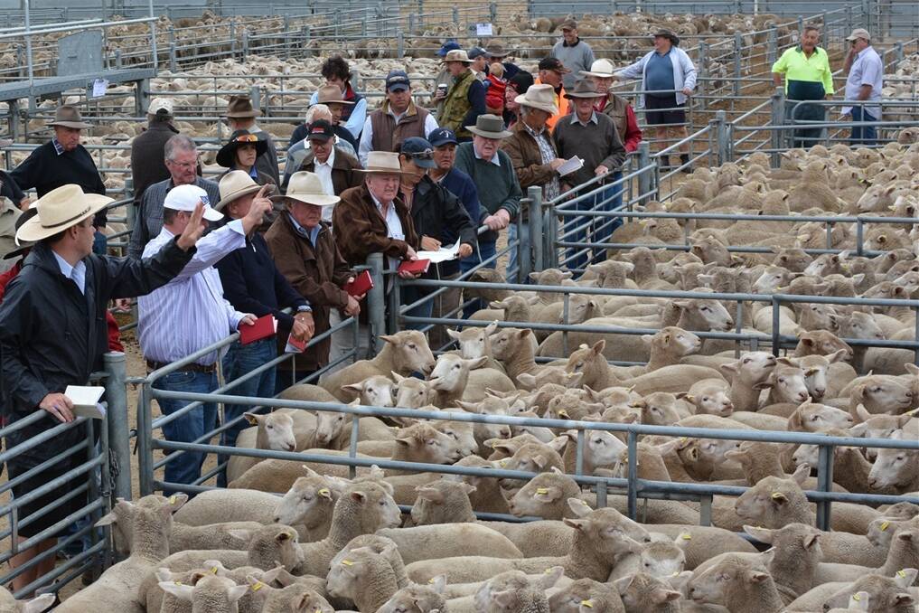 Cooma sheep and lamb sale on Tuesday. Photo: Cooma-Monaro Express
