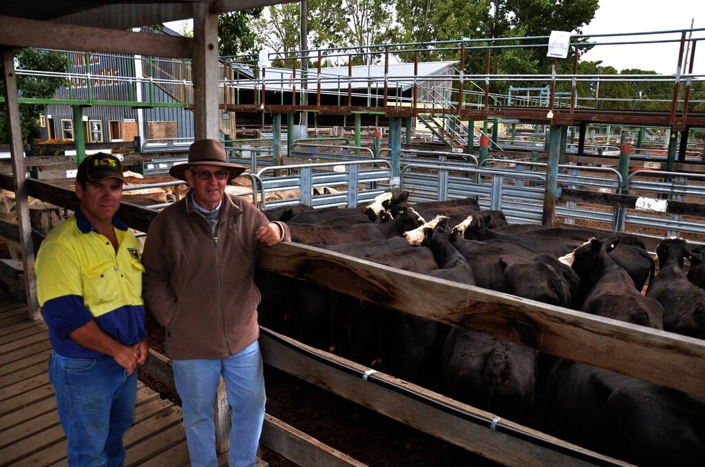 Kerry and Michael Lamph, “Nerida East”, Glen Innes, bought 21 pregnancy-tested-in-calf cows for $250 a head at Glen Innes on Friday.
