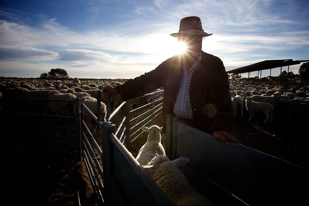 Lamb exports hot to trot in 2014
