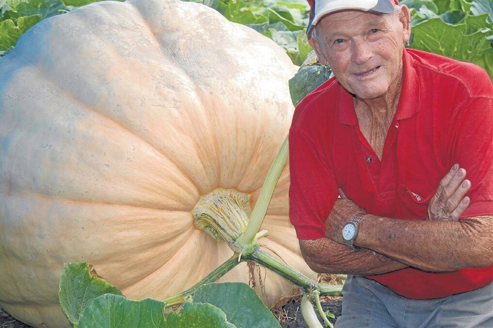 Tidge Knight, Rukenvale, NSW with another monster pumpkin in preparation for the show season. 