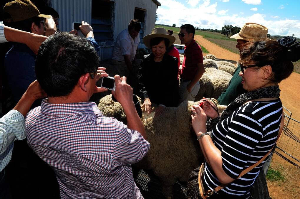 Saigon Wool and Trading Corporation chief executive and president Vu Thanh Thuy inspect Wal Merriman’s Merryville stud sheep on the Boorowa leg of the Vietnamese tour.