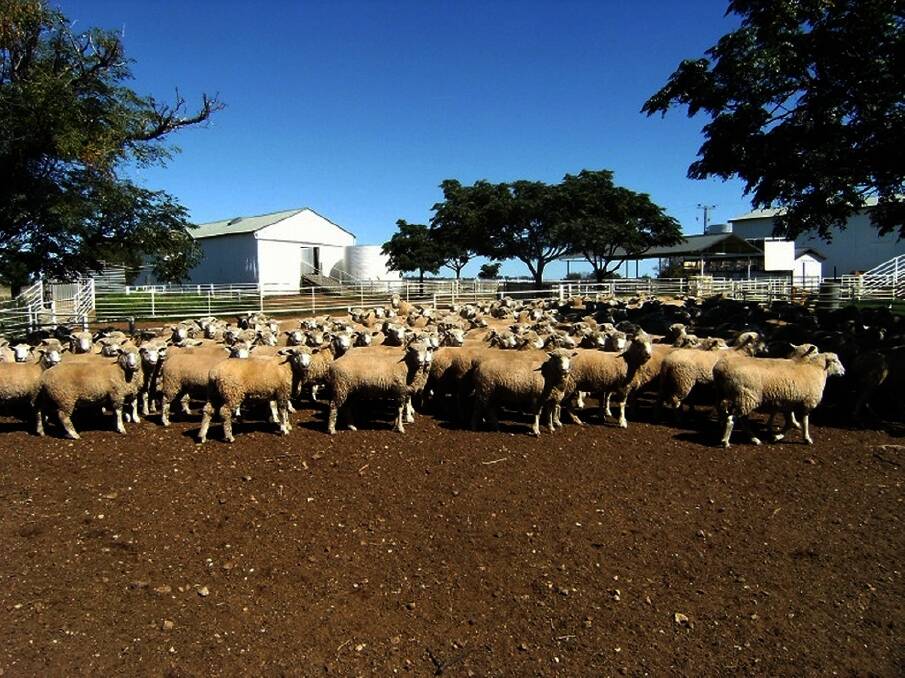 Crossbred lambs from the 1500-head breeding ewe flock are finished to export weights on “Braeburn”.