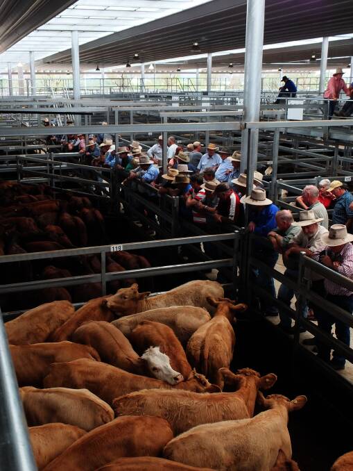 Buyers look over the offering of cattle yarded at last Friday's autumn feature weaner sale at the Tamworth Regional Livestock Exchange.