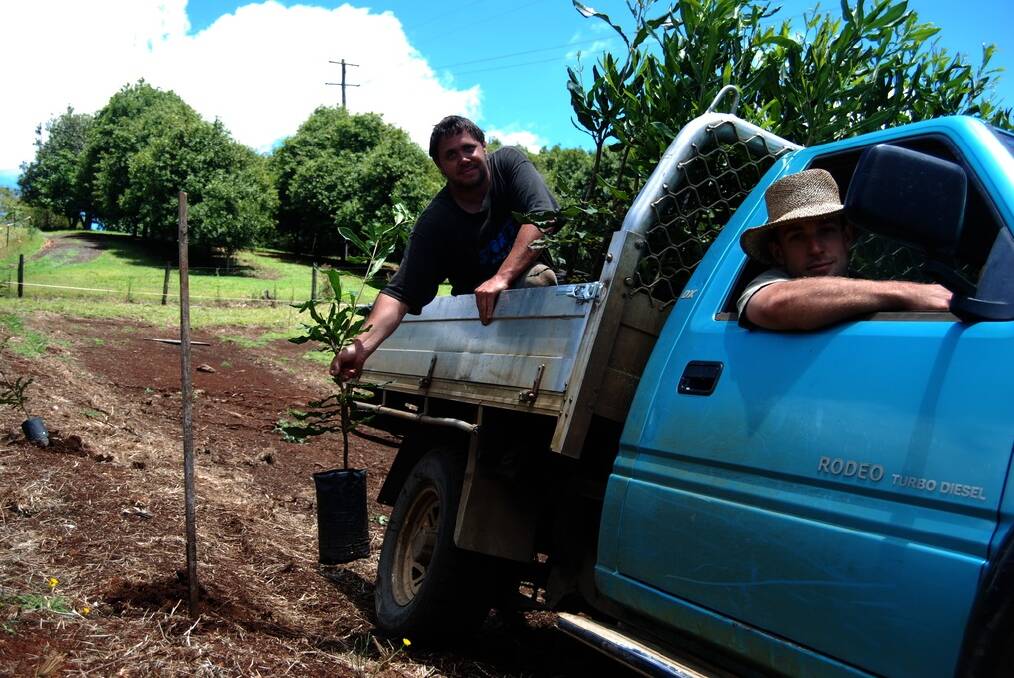 Lismore contractor Jacob Armstrong (driving) and farmhand Justin Spiteri, Alstonville, plant a new variety of macadamia trees at Shaun and Anne Stead’s “Treetops” plantation, Jiggi, near Lismore.