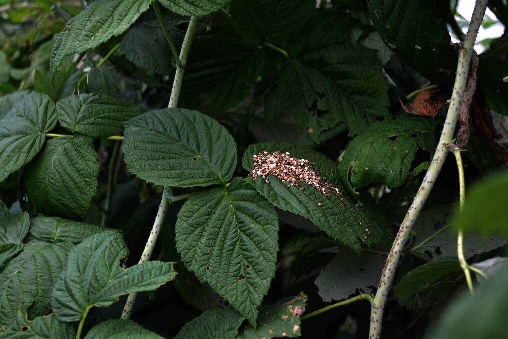 As part of the integrated weeds management system the Manns introduced predatory mites to their raspberries to control pest mites.