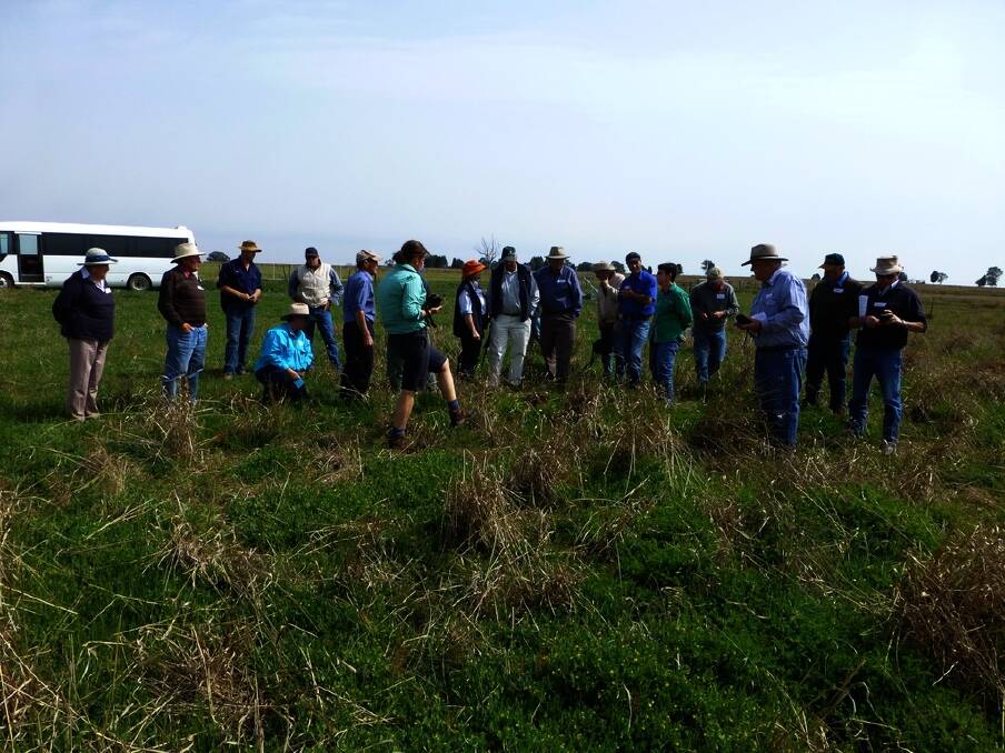 Farmers from Yeoval on a field day trip to Coonabarabran last spring inspecting serradella legume in a native grass pasture.