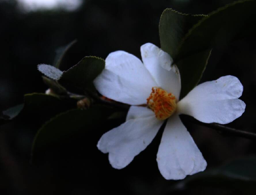 Camellia sinensis is the source of the world’s most consumed beverage apart from water.