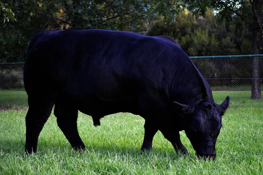 LEFT: H and R Genetis will offer Hollywood Hubba Bubba at the 2014 Sydney Royal Angus Bull and Female Sale next month.